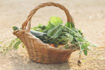 Basket of fresh picked red tomatoes, greens and zucchinis on ground — Stock Photo