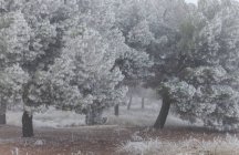Hoarfrost cubriendo árboles y hierba en la mañana de invierno - foto de stock