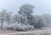 Gelée recouvrant les arbres et l'herbe le matin d'hiver — Photo de stock