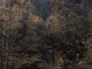 Вид с воздуха на деревья, растущие на склоне горы при спокойном освещении — стоковое фото