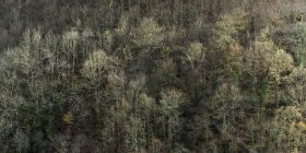 Vista aérea de árvores sem folhas raras na encosta da montanha na luz solar de outono — Fotografia de Stock