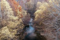 Скелі і листяні дерева в осінньому лісі — стокове фото
