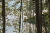 Водна поверхня біля берега з деревами — стокове фото