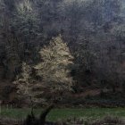 Голые деревья растут на холме и в поле при спокойном свете — стоковое фото