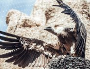 Von unten Aufnahme eines wunderbaren Geiers, der an einem sonnigen Tag im Zoogehege auf einem künstlichen Felsen sitzt — Stockfoto