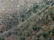 Вид с воздуха на голые деревья на склоне горы в зимнее время — стоковое фото