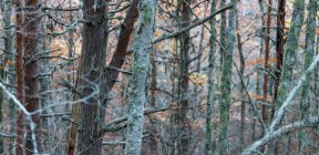 Alberi nella foresta autunnale — Foto stock