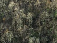 Vista aérea das árvores que crescem na inclinação da montanha na luz calma — Fotografia de Stock