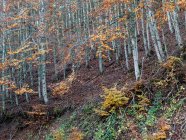 Árboles en bosque de otoño - foto de stock