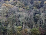 Kahle Bäume wachsen am Berghang in ruhigem Licht — Stockfoto