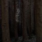Nackte Bäume im Wald — Stockfoto