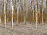 Tranquil empty woods with rows of bare trees in calm daylight — Stock Photo