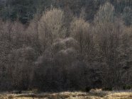 Alberi nudi che crescono su pendio di montagna in luce calma — Foto stock