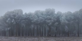 Raureif bedeckt Bäume und Gras am Wintermorgen — Stockfoto
