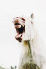 Nickering cavallo bianco con bocca aperta — Foto stock
