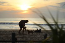 Вид сбоку взрослого мужчины, играющего с симпатичными собаками во время пребывания на песчаном пляже во время заката — стоковое фото