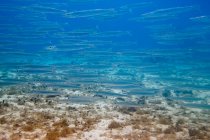 Schwarm kleiner Silberfische unter Wasser — Stockfoto