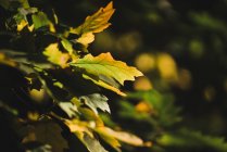 Piuttosto foglie gialle che crescono sui rami degli alberi nella soleggiata giornata autunnale — Foto stock