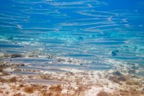 Группа маленьких барракуд на рифе в морской воде — стоковое фото