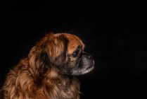 Pequeño perro marrón sentado sobre fondo negro - foto de stock