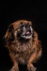 Маленькая коричневая собака с открытым ртом смотрит в сторону на черном фоне — стоковое фото