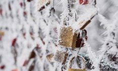 Hoarfrost bianco che copre lucchetti amore e recinzione rete nella giornata invernale nel parco — Foto stock