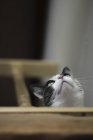 Gros plan de chat curieux mignon regardant vers le haut sur l'escalier — Photo de stock