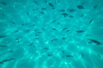 Água do mar azul com peixe pequeno — Fotografia de Stock