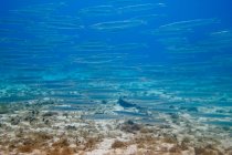 Schwarm kleiner Silberfische unter Wasser — Stockfoto