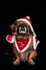 Pequeno cão no engraçado traje de Natal sentado no fundo preto — Fotografia de Stock