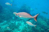 Primo piano del gruppo di pesci galleggianti in acqua blu vicino ai coralli — Foto stock