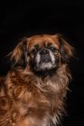 Маленька коричнева собака дивиться на камеру на чорному тлі — стокове фото