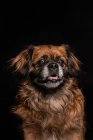 Маленька коричнева собака з відкритим ротом на чорному тлі — стокове фото