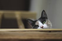 Крупный план милой кошки, смотрящей в камеру на лестнице — стоковое фото