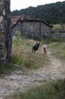 Два веселых пса бегут вместе по узкой тропинке в красивой сельской местности — стоковое фото