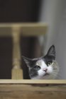 Nahaufnahme einer süßen Katze, die im Treppenhaus in die Kamera schaut — Stockfoto