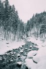 Schmaler Gebirgsfluss fließt im Winter in Deutschland zwischen schneebedecktem Tannenwald — Stockfoto