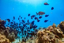 Fechamento do grupo de peixes que flutua na água azul entre corais — Fotografia de Stock