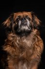 Bad puppy with brown hairs in studio on black background — Stock Photo