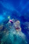 Человек ныряющий между рифами под водой в море — стоковое фото