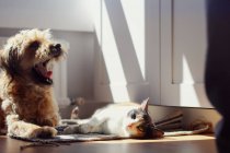 Gatto pigro e cane sbadigliante sdraiato sul tappeto nella giornata di sole in camera accogliente a casa — Foto stock