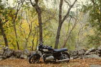 Кафе гонщик мотоцикл, припарковані на дорозі між дерева восени — стокове фото