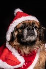 Little dog in funny Christmas costume on black background — Stock Photo