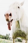 De baixo de cavalo claro mostrando a língua no campo em fundo embaçado na França — Fotografia de Stock
