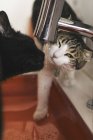 Gros plan des chats qui boivent de l'eau du robinet à la maison — Photo de stock