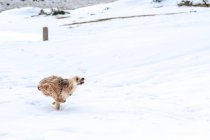 Furry dog having fun in snow — Stock Photo