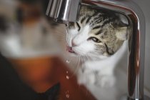 Süße Hauskatze leckt Wassertropfen aus dem Wasserhahn, während sie in der Küche neben der Spüle steht — Stockfoto