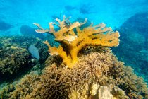 Великий корали у воді з людьми, дайвінг на тлі — стокове фото
