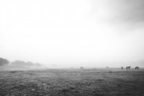 Madeiras pretas e brancas com cavalos no prado em neblina e céu nublado — Fotografia de Stock