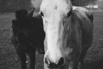 Equins noirs et blancs clairs et foncés sur le terrain dans la brume — Photo de stock